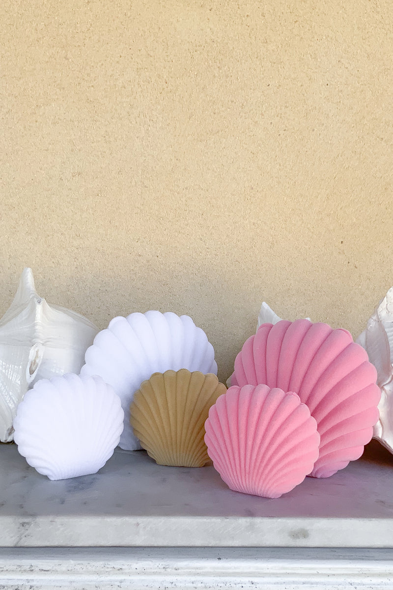 Large Shell Box